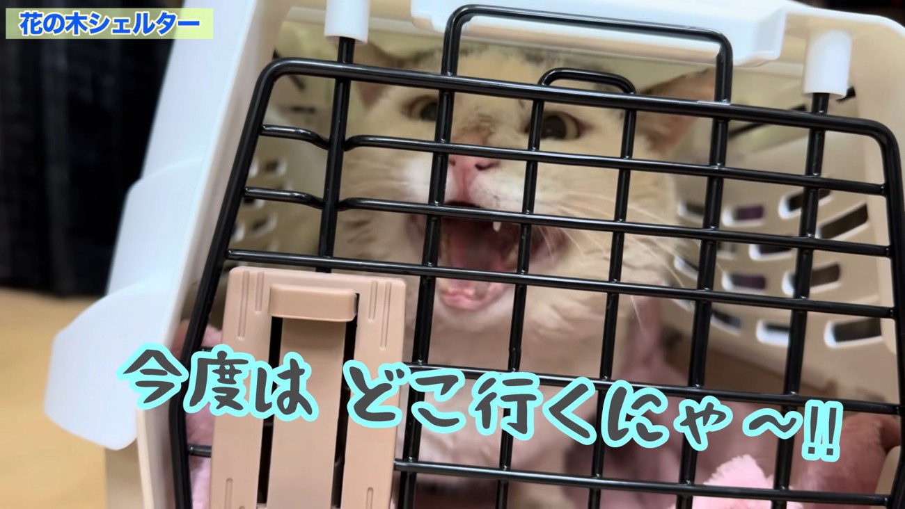 キャリーの中にいる猫