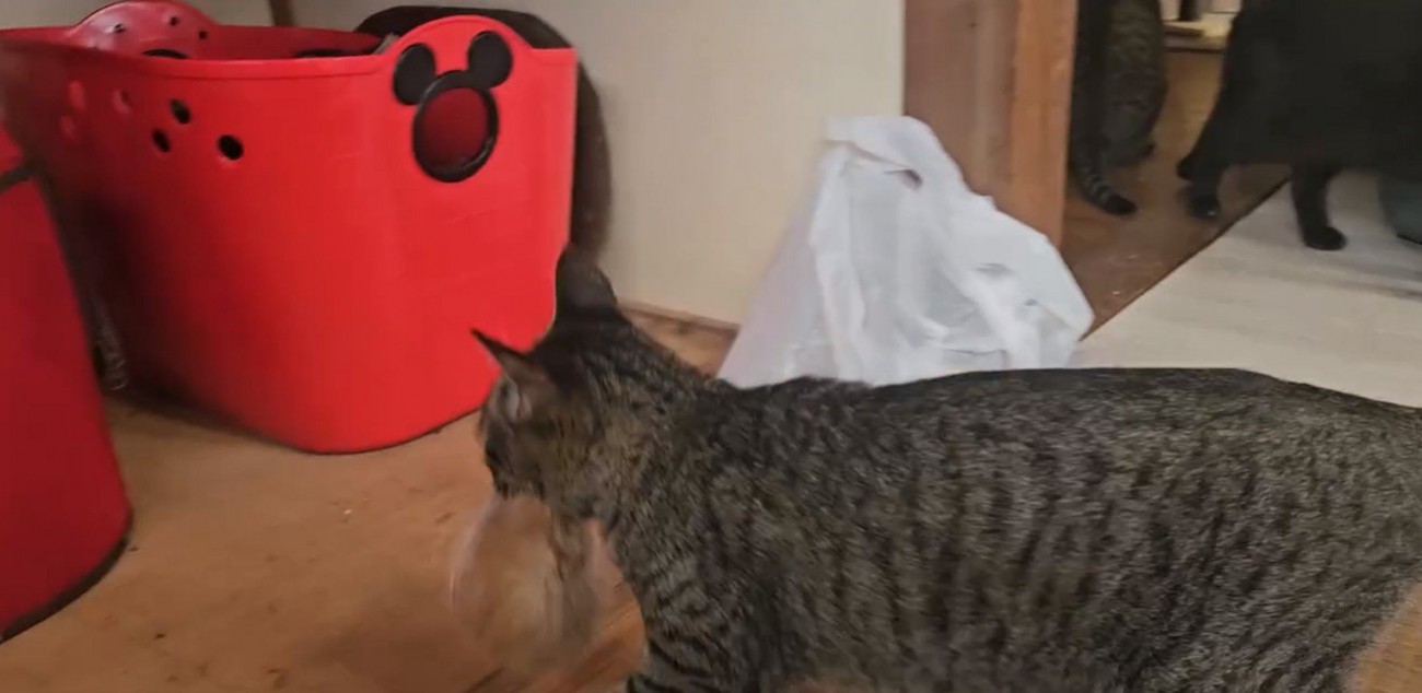 子猫をくわえる猫
