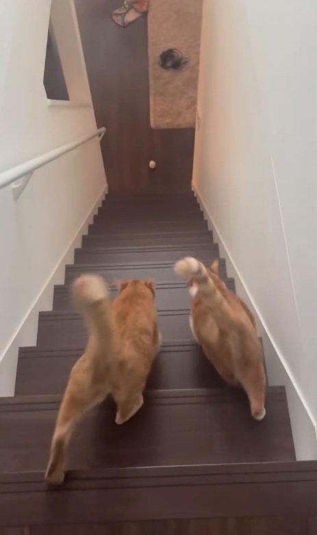 階段を下りる猫