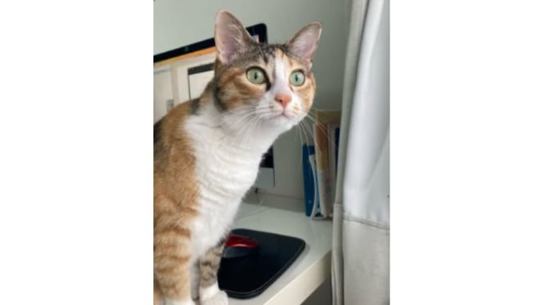 室内にいる猫