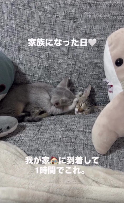 ソファで寝ている2匹の子猫