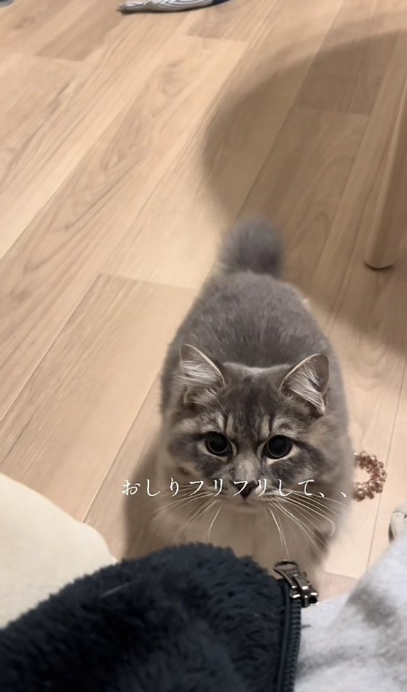 「おしりフリフリして、、」のテロップ写真