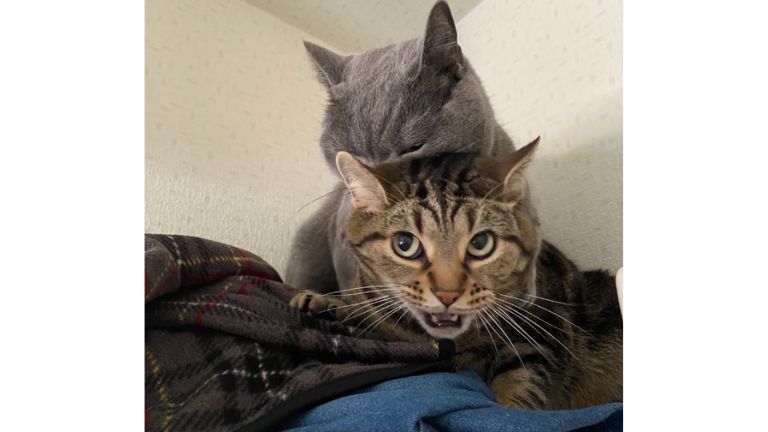 じゃれあっている猫たち