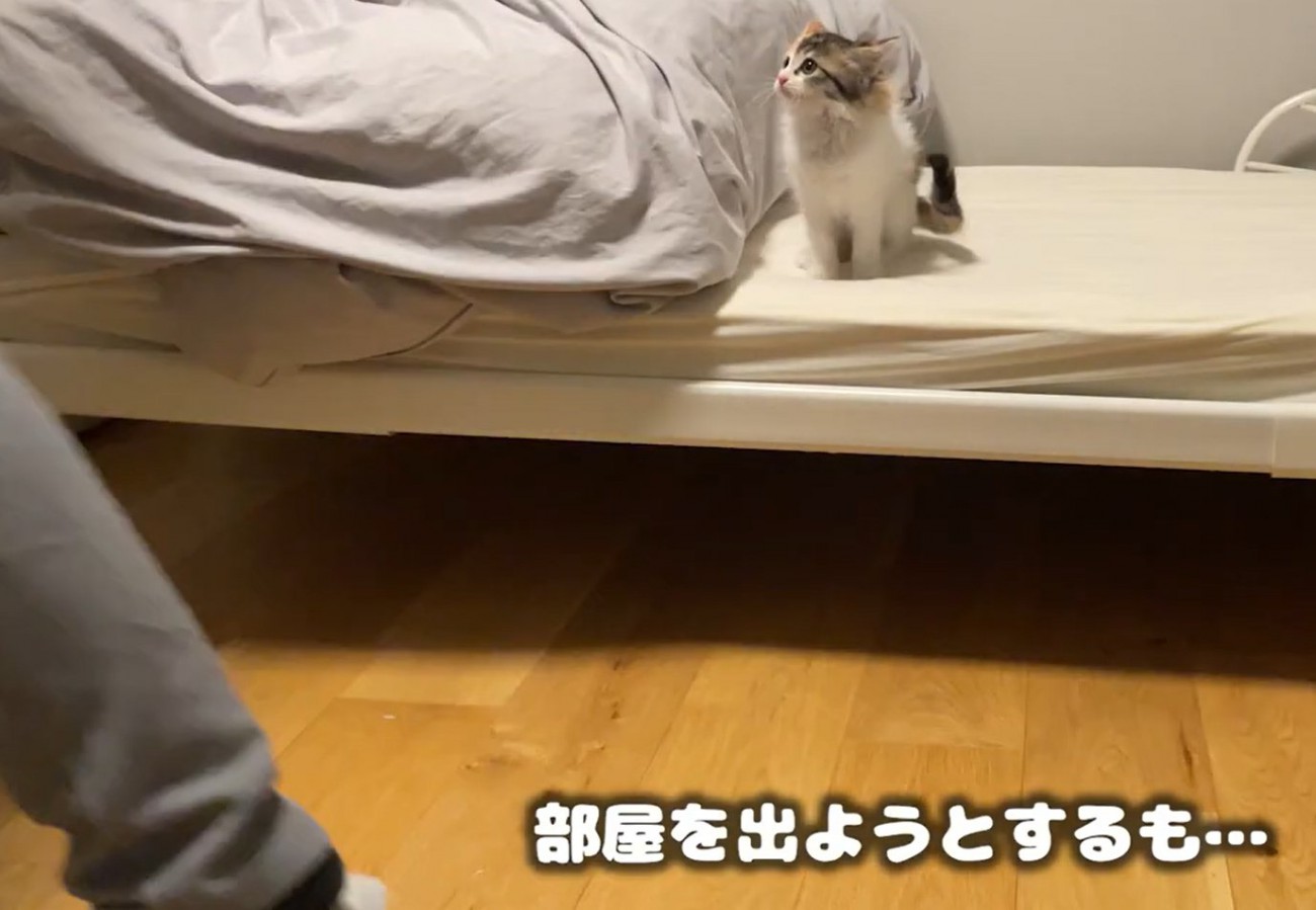 立ち去る人の足とそれを見る子猫（部屋を出ようとするも…）