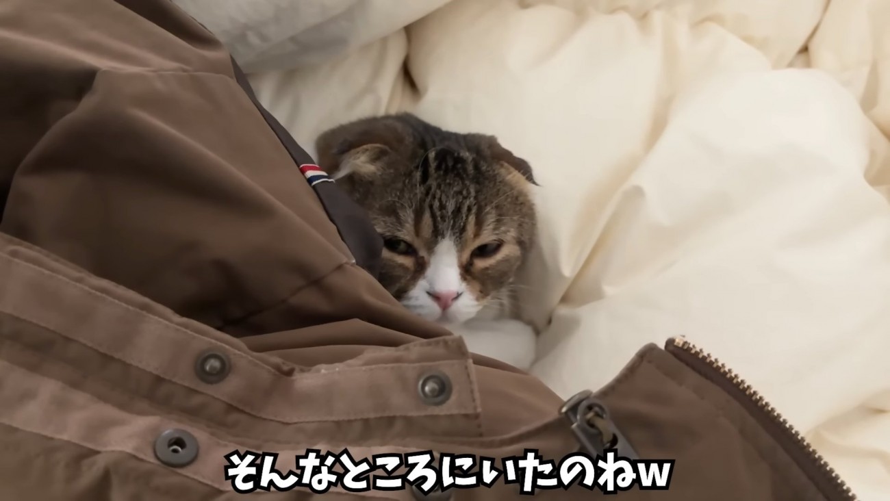 布団にもぐっている猫