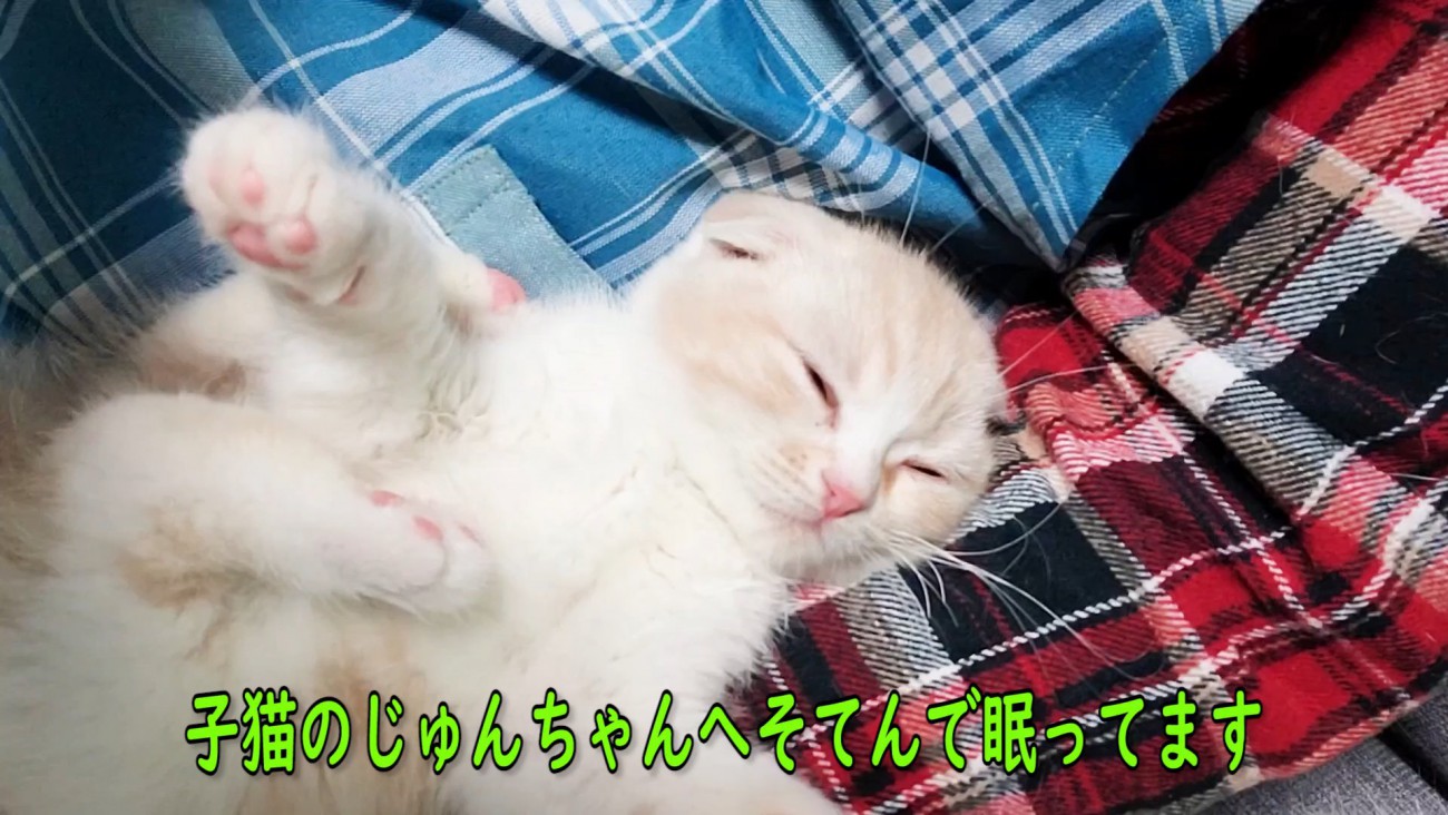 寝ている子猫