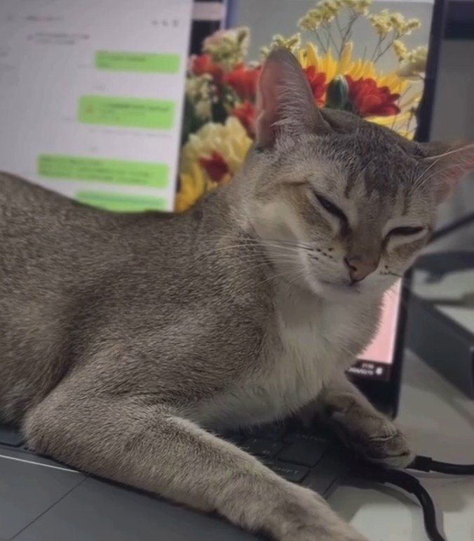 パソコンに乗って目を細める猫