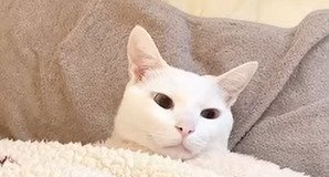 白猫の顔のアップ