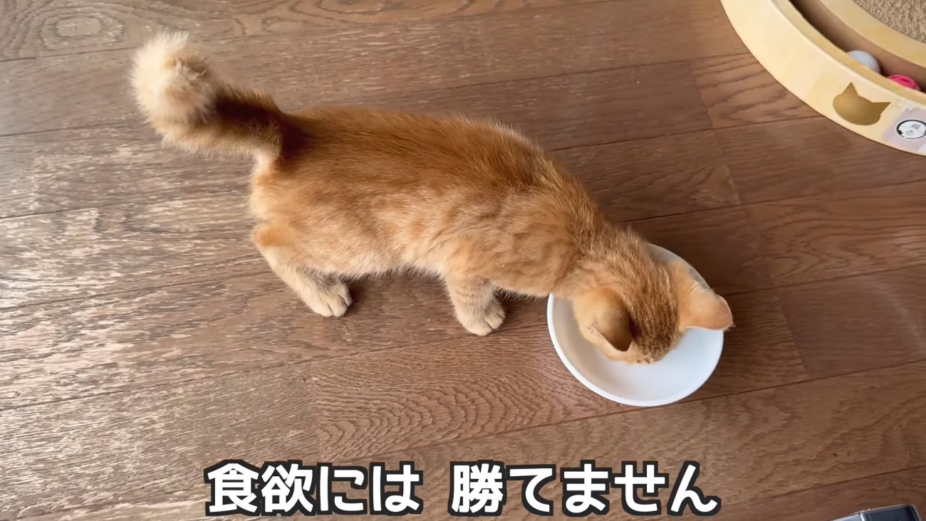 おやつを食べる子猫