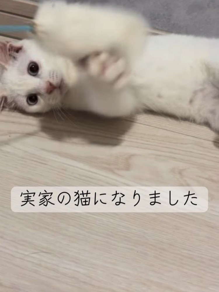 猫じゃらしで遊ぶ子猫
