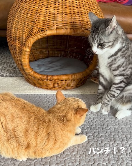 両足を地面につけるサバ白猫