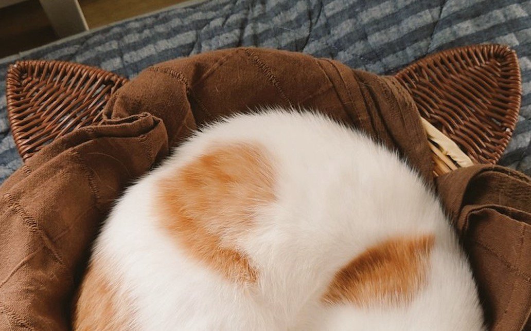 子猫とカゴの間にできた隙間