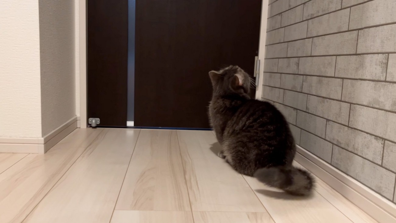 置いていかれた猫