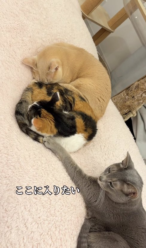 くっついて寝ている2匹の猫に前足を伸ばしているグレー猫
