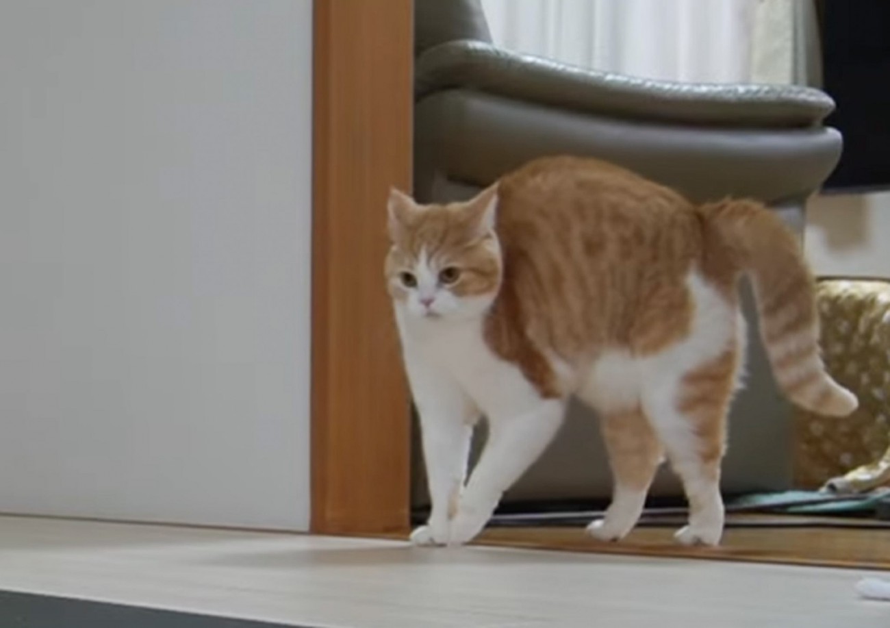 大好きなママが仕事の準備をしていたら、猫が…可愛すぎる『予想外の