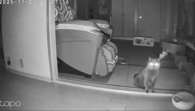 暗闇でカメラを見る猫