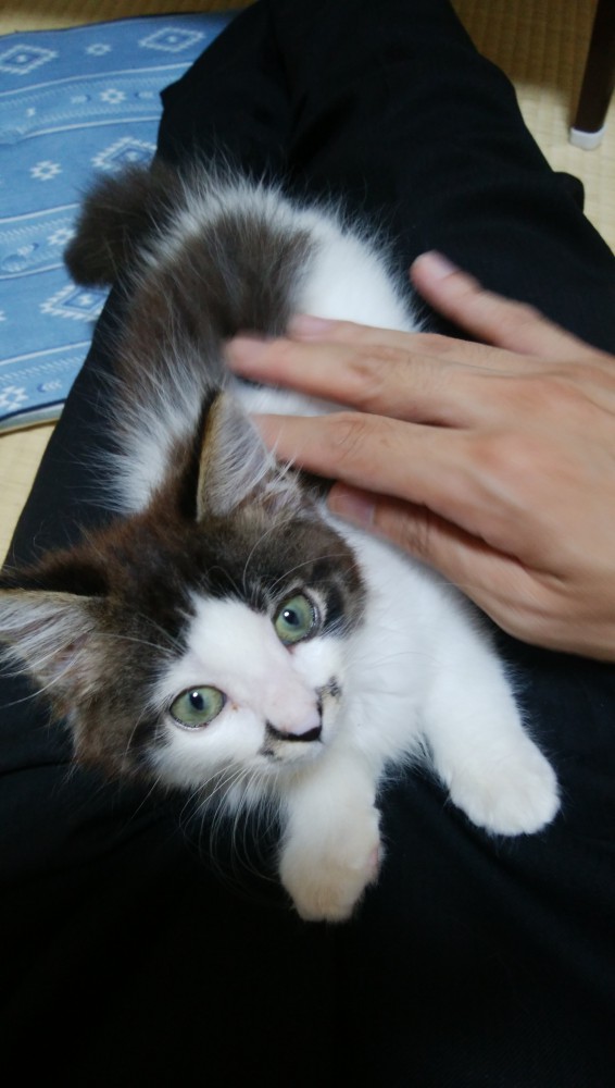 飼い主の膝の上でくつろぐ子猫