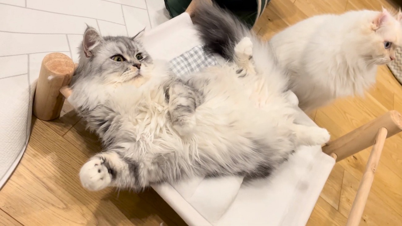 先輩猫こゆきちゃん