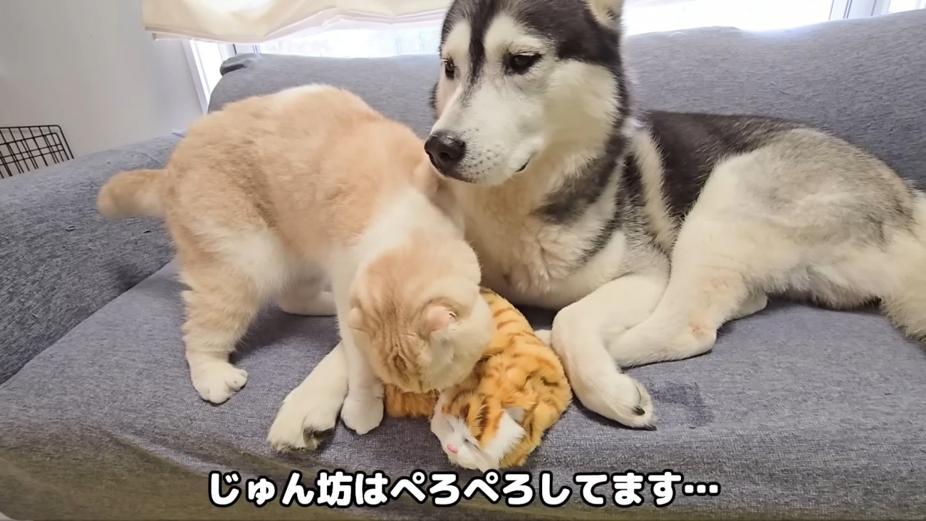子猫の人形をなめる猫さん