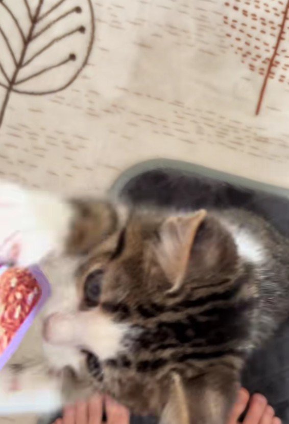 パウチに飛びつく子猫