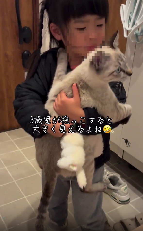 猫を抱っこする女の子