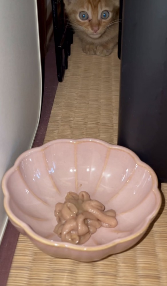 怯える子猫の写真