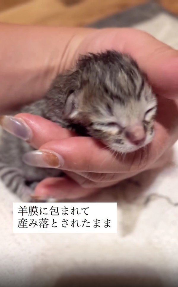 生まれたばかりの子猫