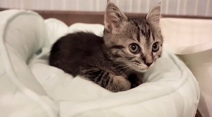 ベッドでくつろぐ子猫2