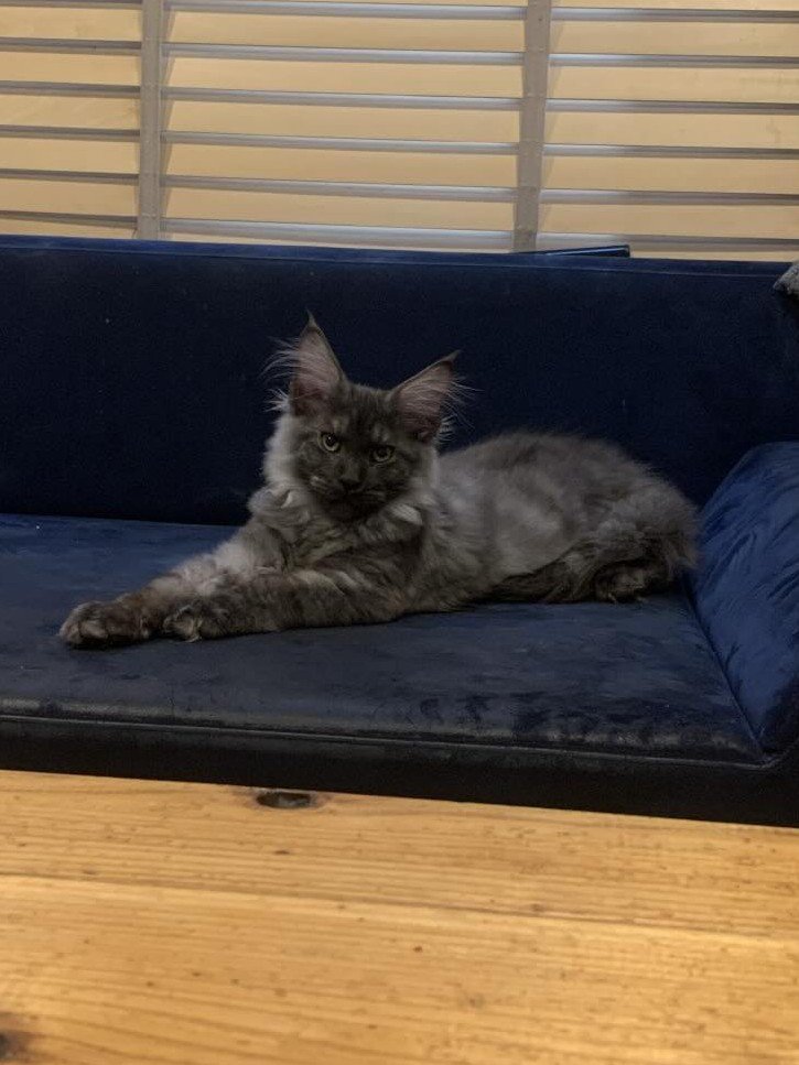 リラックスしている子猫