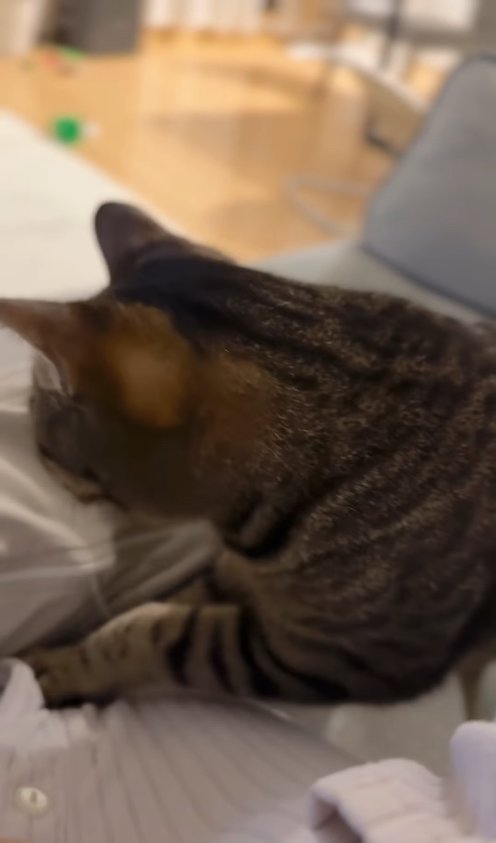 飼い主の膝に両前足を乗せている猫の上半身アップ