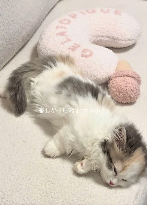 寝ているマンチカンの子猫