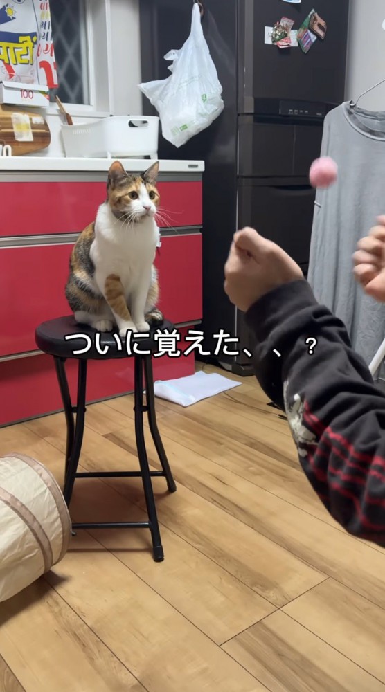 ボールを垂直に投げる男性を見つめる猫