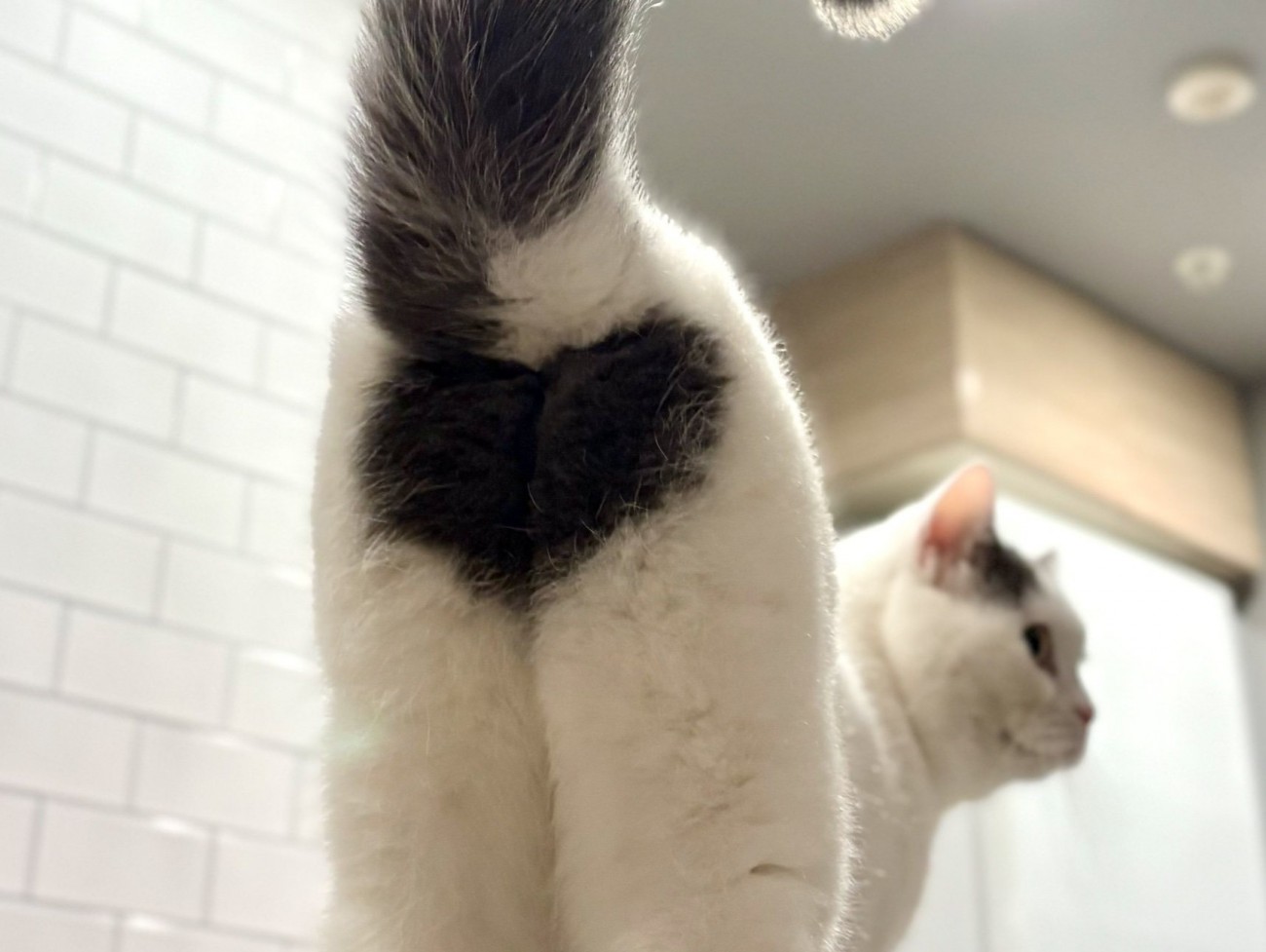 おしりにハートマーク