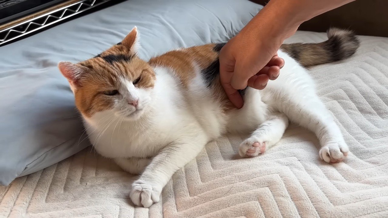 お腹を指で