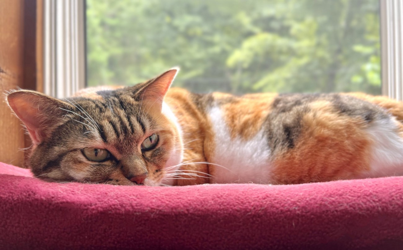 窓際でまどろむ三毛猫