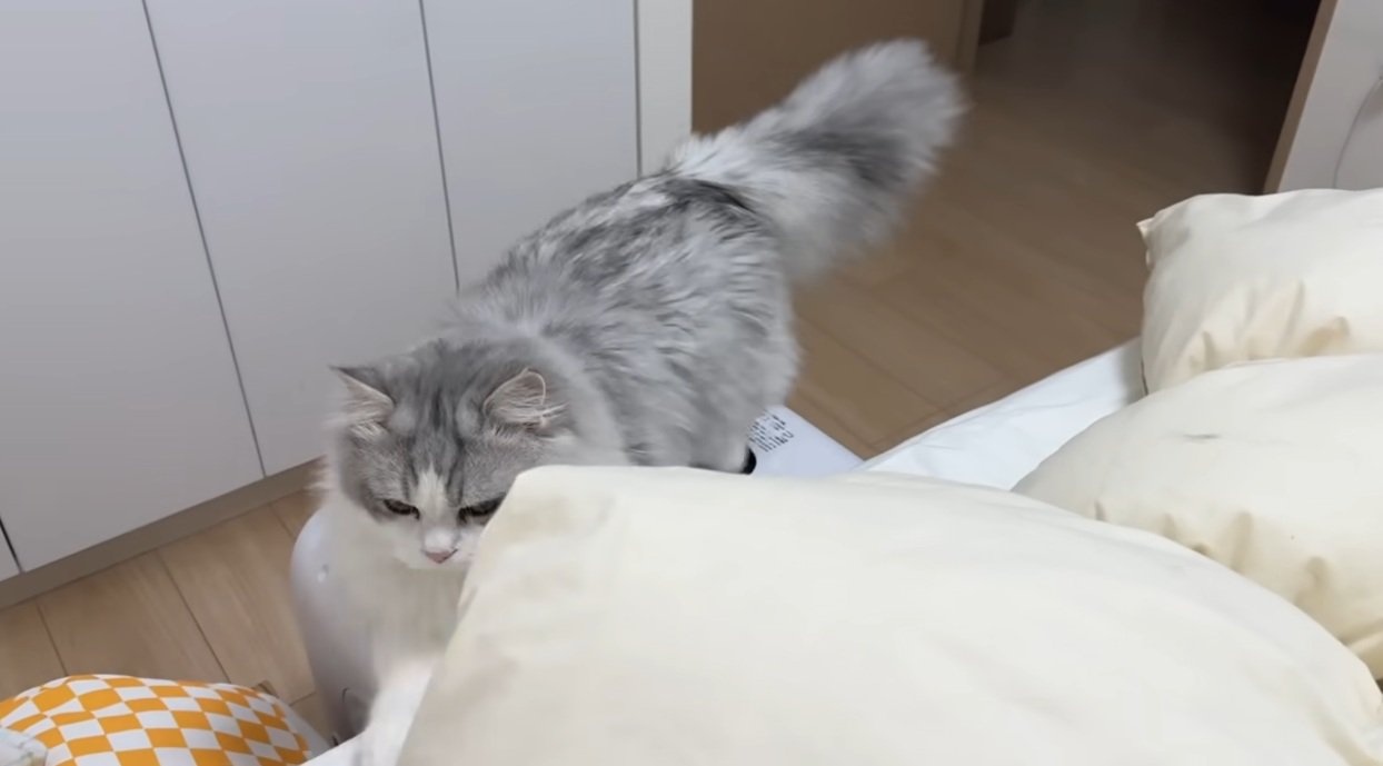 ベッドにのぼろうとする猫