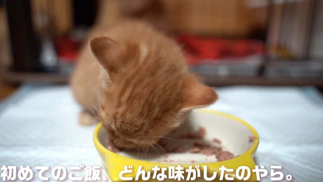 ごはんを食べる子猫