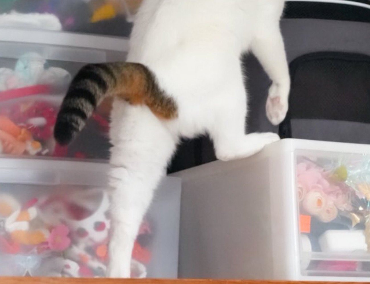 押し入れに入ろうとする猫5