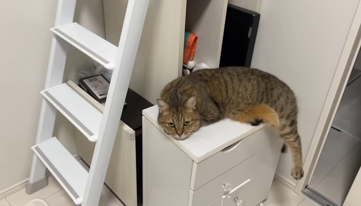 前足の上に顎を乗せて