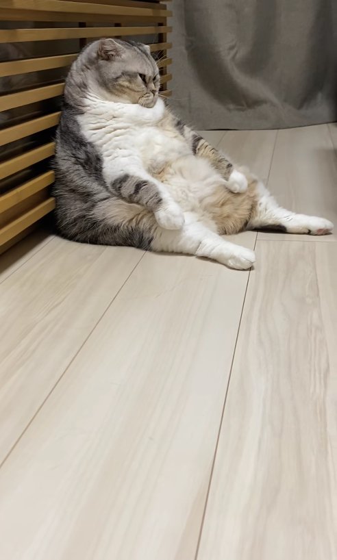 スコ座りをして正面を見つめる小夏ちゃんの横顔（俯き気味）