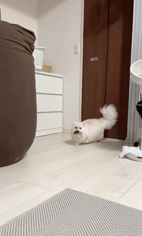 ネズミのおもちゃをくわえている猫（ヒキ）