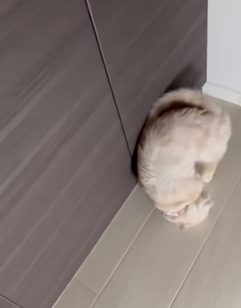 寝転がろうとする猫