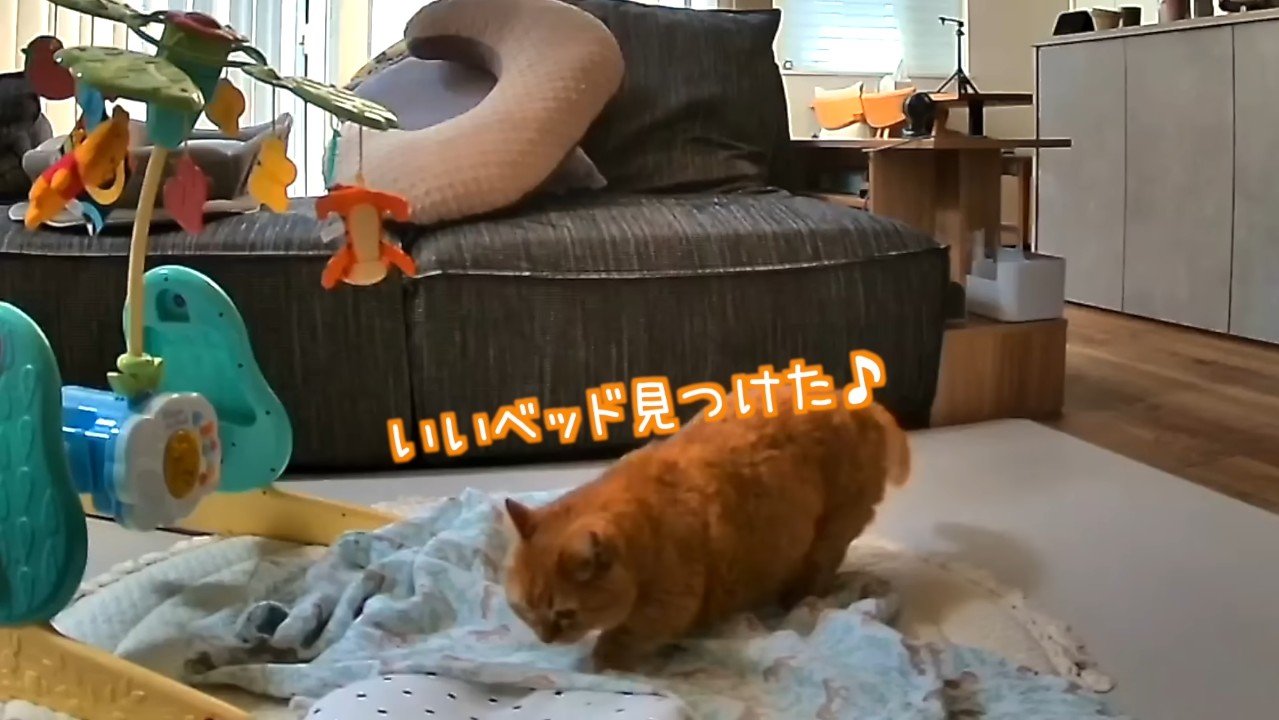 いいベッド見つけた♪