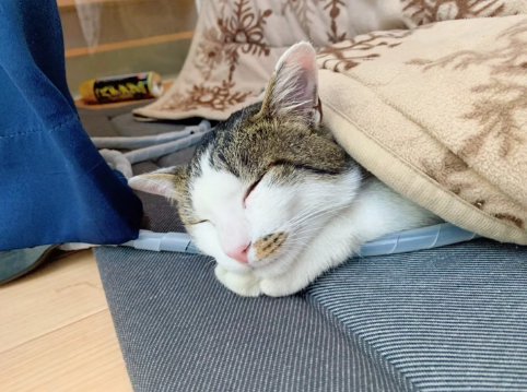 こたつ布団をかぶって伏せて寝ている猫