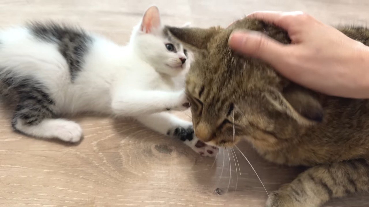 たこやきくんと寝転がる坊っちゃん