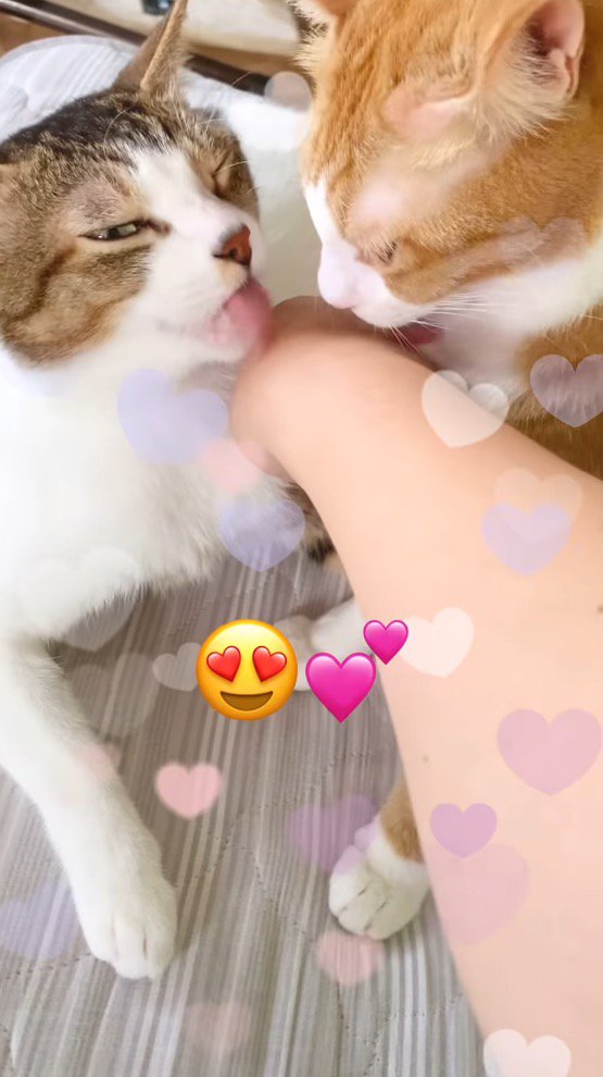 飼い主の手を舐める2頭の猫