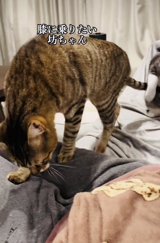 ママの膝の上に乗るキジトラ猫