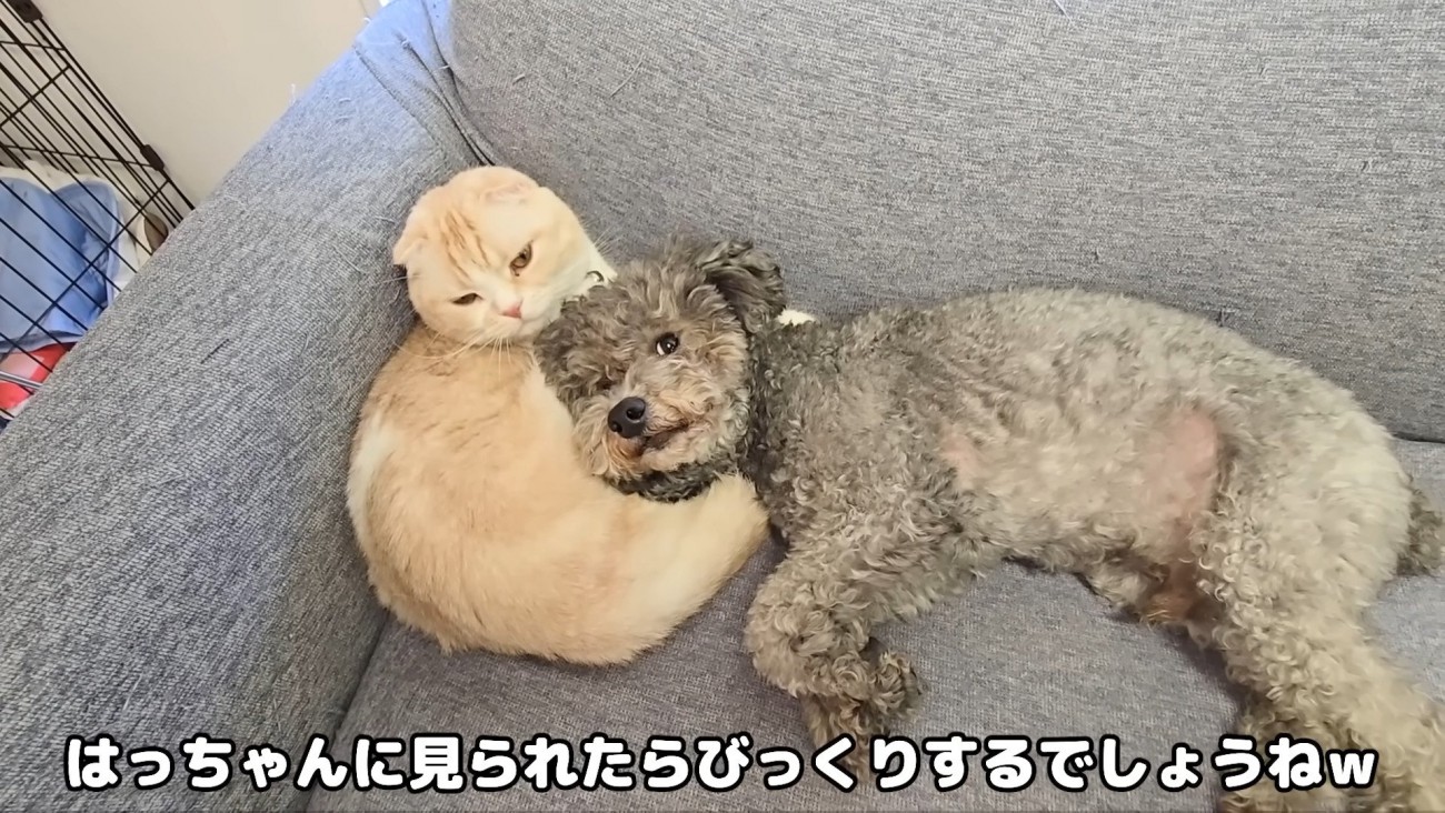 別の犬さんに甘えられる猫さん