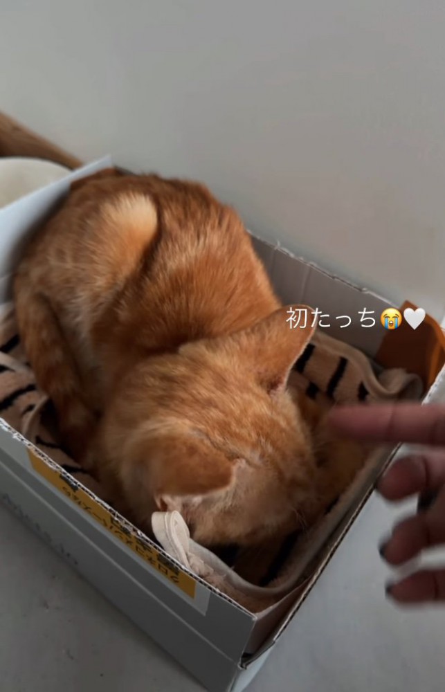 箱の中に入る子猫