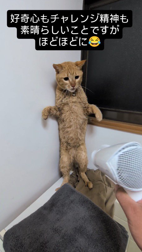 ドライヤーを向けられ、後ろ足で立ち上がって部屋の隅に逃げる猫